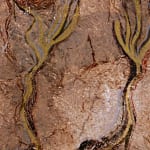 Antinea Jimena Pérez Castro, Carnet Noir, 2013