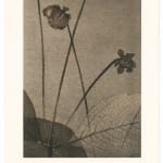 FLORE, Sans titre , 2024