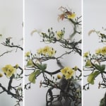 Wu Chi-Tsung 吳季璁, Still Life 014 - Yellow Mai Flower 小品之十四 - 黃梅, 2020