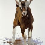 Gustav Sundin, Untitled, 2025