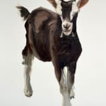 Gustav Sundin, Untitled, 2025