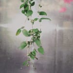 David Hartt, The Garden (Passiflora foetida / Rome, Italy / May 17, 2022), 2022