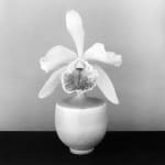 Robert Mapplethorpe, Carnation, 1984