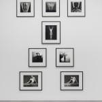 Robert Mapplethorpe, Carnation, 1984