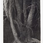 Jeff Olsson, Skogens ingång / The Forest’s Entrance, 2025