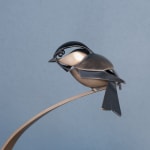 Don Rambadt, Willow Tit, 2021