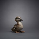 Fred Gordon, Swimming Otters