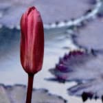 Mixed media artwork of waterlilies and flowers