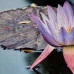 Purple Lotus Blossom in water with leaves