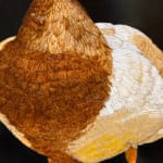 Painting of a mallard duck