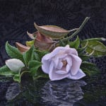 hyper-realistic painting of a single magnolia blossom that has fallen onto a reflective ground. Water droplets and small puddles reflect the flower.