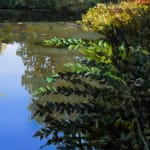 Painting of Central Park