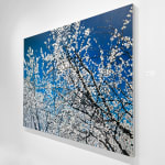 Landscape oil painting of large cherry blossom tree before deep blue sky on canvas