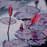 Mixed media artwork of waterlilies and flowers