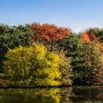 Painting of Central Park