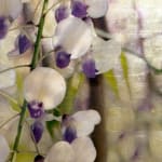 Diptych artwork of orchids