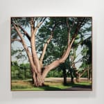 Oil painting of large trees along road with power lines on canvas