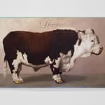 Still life of large cow