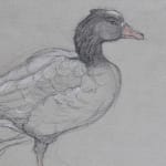 Study of Icelandic Goose on paper