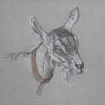 Study of Goat on paper
