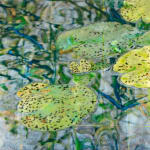 Mixed media artwork of waterlilies