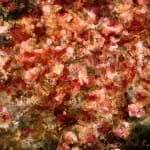 Mixed media artwork of cherry blossoms
