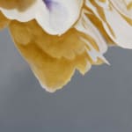 Painting of beige flower on gray background