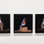 Series of Prints of Rabbit, Bird, Monkey