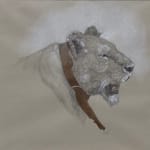 Graphite, pen, and ink drawing of a lion with a tracking collar
