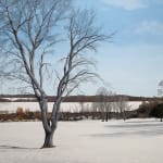 Painting of a bare tree in a snowy landscape