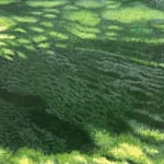 Painting of tree and field