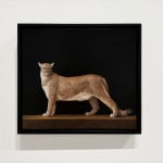Painting of a mountain lion