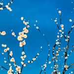 Painting of blooming tree