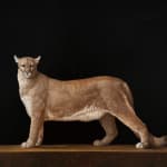 Painting of a mountain lion