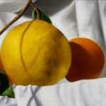 Painting of a still life with oranges and lemon