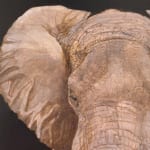 Painting of an elephant walking towards the viewer