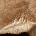 Painting of a mountain lion