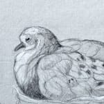 Study of dove in nest on paper