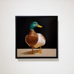 Painting of a mallard duck
