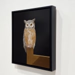 Painting of a white faced owl with curled toes on a perch