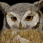 Painting of a white faced owl with curled toes on a perch