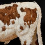 Painting of a Texas longhorn
