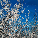 Painting of blooming tree