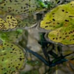 Mixed media artwork of waterlilies