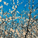 Painting of blooming tree