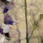 Diptych artwork of orchids