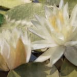 Image of two flowers and lily pads