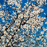 Painting of blooming tree