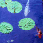 Image of pond with water lilies and koi fish