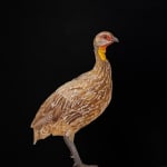 Painting of an African ground bird